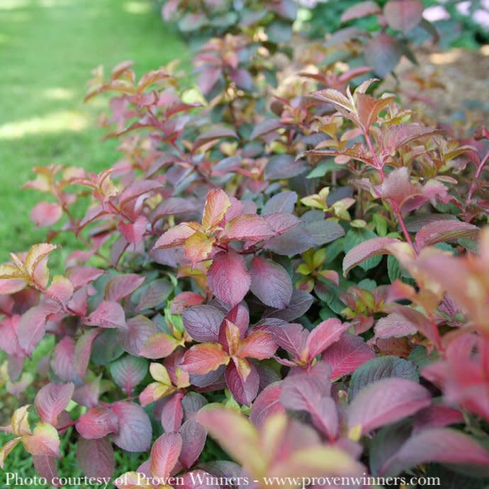 #3 Weigela flor PW Midnight Sun/ Dwarf Reblooming