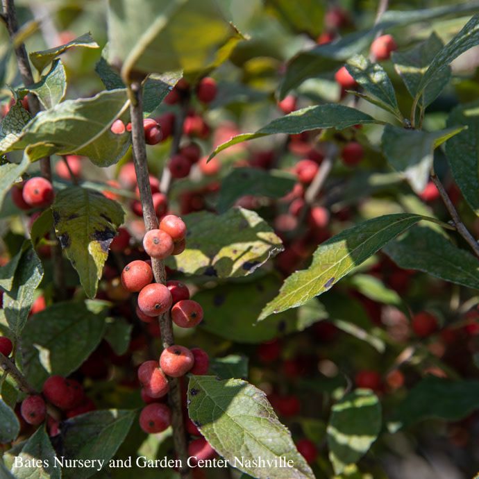 #5 Ilex vert Berry Poppins/ Deciduous Winterberry Holly (female) Native (TN)