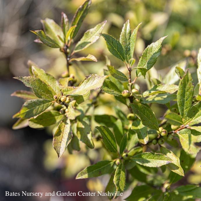 #5 Ilex vert Berry Poppins/ Deciduous Winterberry Holly (female) Native (TN)