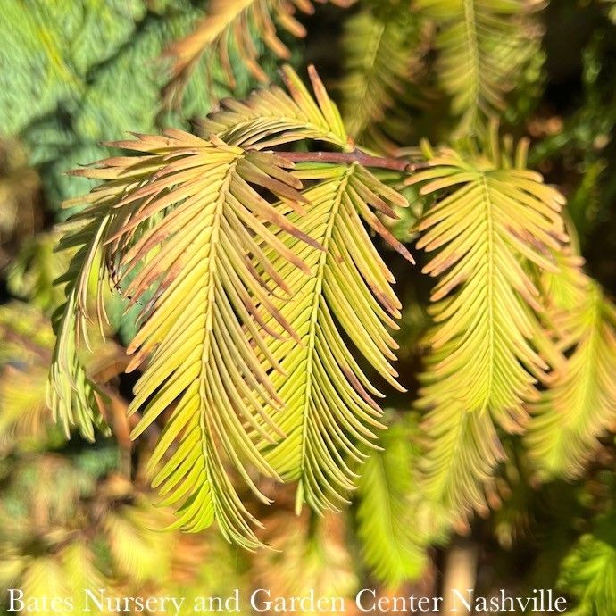 #15 Metasequoia glypto Amber Glow/ Dawn Redwood