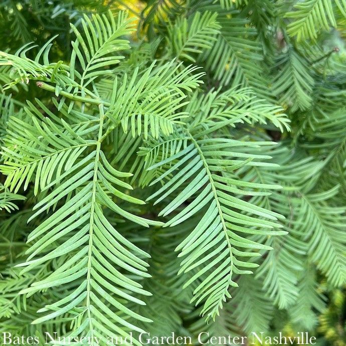 #15 Metasequoia glypto Amber Glow/ Dawn Redwood
