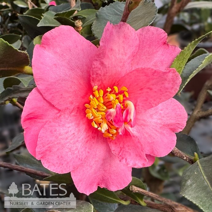 #3 Camellia sas Autumn Sun/ Red- No Warranty