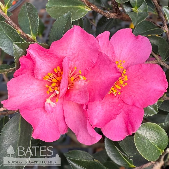 #3 Camellia sas Autumn Sun/ Red- No Warranty