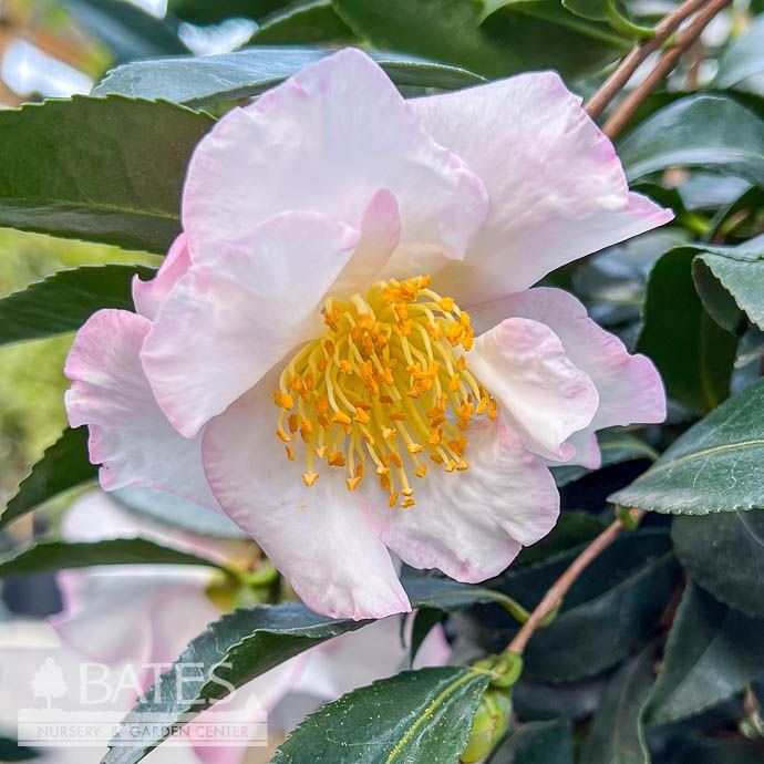 #15 Camellia sas Daydream/ White - No Warranty