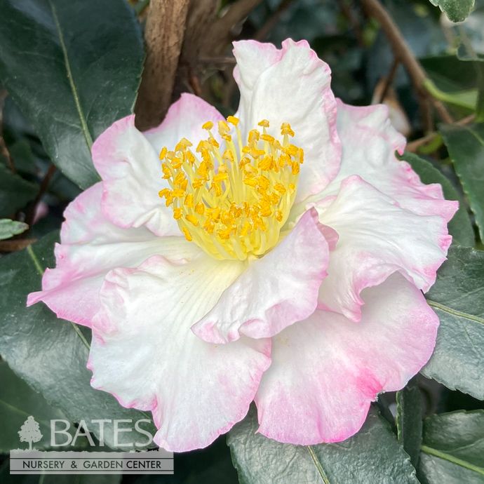 #15 Camellia sas Daydream/ White - No Warranty