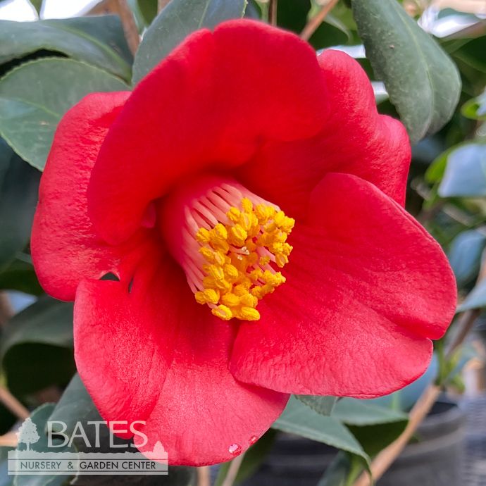 #1 Camellia japonica Korean Fire/ Red - No Warranty