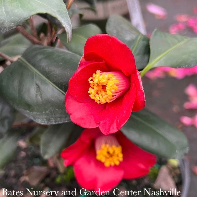 #1 Camellia japonica Korean Fire/ Red - No Warranty