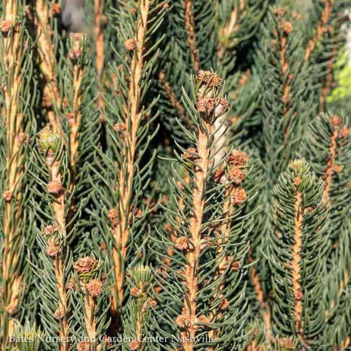 4-5&#39; Picea ab Cupressina/ Columnar Norway Spruce - No Warranty