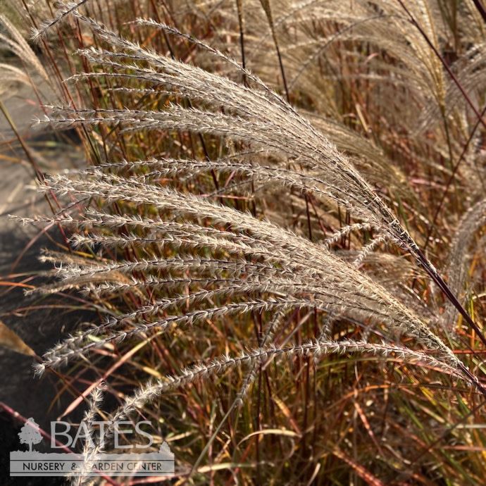 #3 Grass Miscanthus sine Little Zebra/ Dwarf Japanese Silver