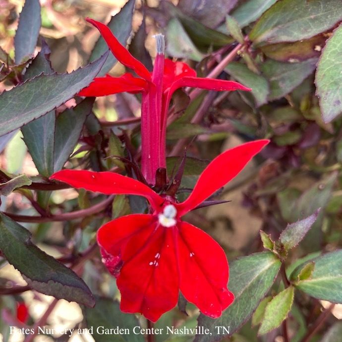 #1 Lobelia x speciosa PW Starship Scarlet Bronze Leaf/ Cardinal Flower
