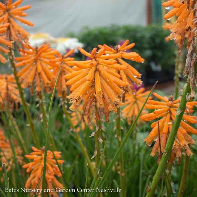 #1 Kniphofia x Poco &#39;Orange&#39;/ Dwarf Red Hot Poker
