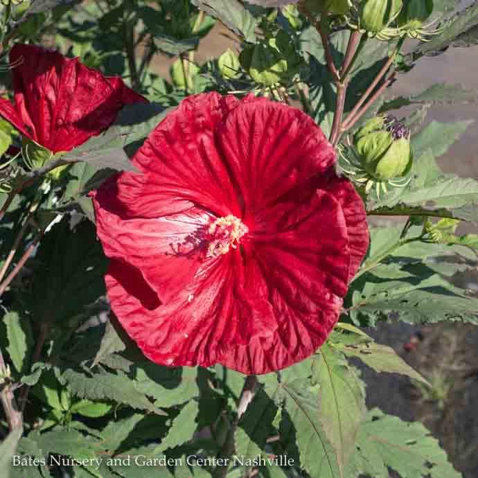 #3 Hibiscus x PW Summerific &#39;Cranberry Crush&#39;/ Red Hardy