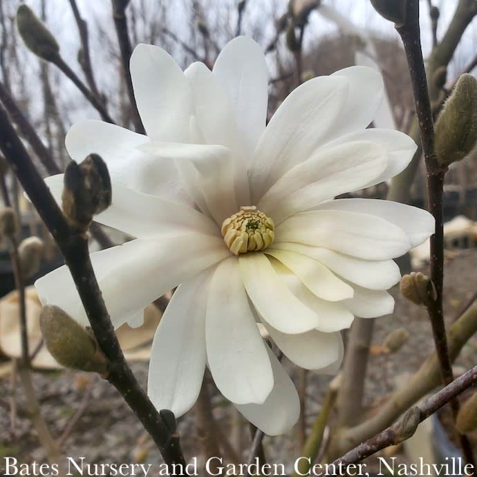 #7 48&quot; Magnolia stellata Royal Star/ Deciduous White