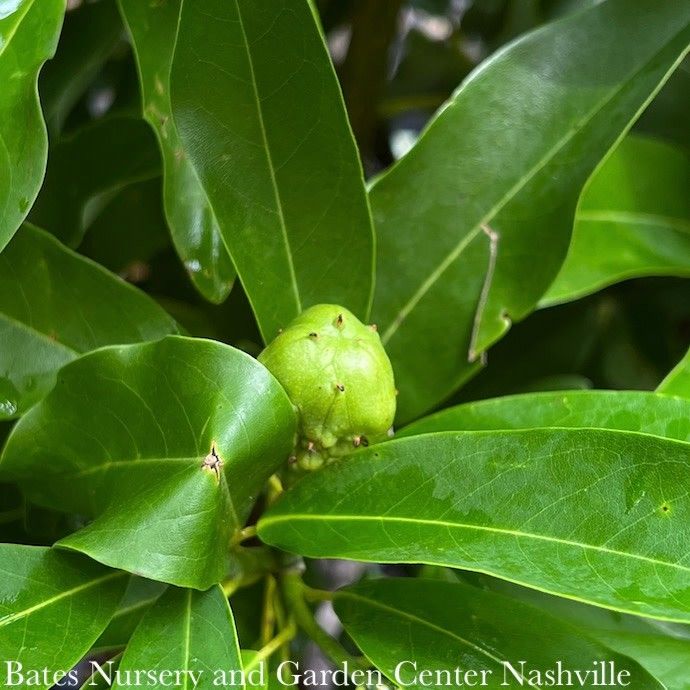 #10 Magnolia virg Moonglow/ Semi-Evergreen Sweetbay Native (TN)
