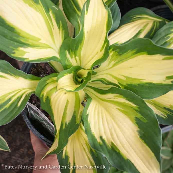 #1 Hosta Vulcan/ Variegated