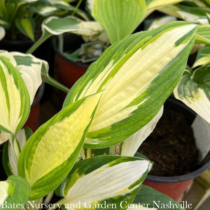 #1 Hosta Vulcan/ Variegated