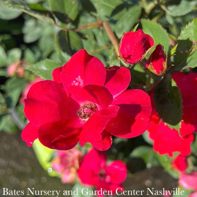 #3 Rosa Knock Out/ Red SINGLE Shrub Rose - No Warranty