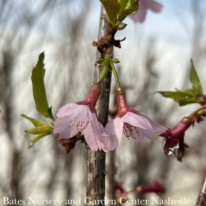 #7 Prunus x Okame/ Pink Flowering Cherry