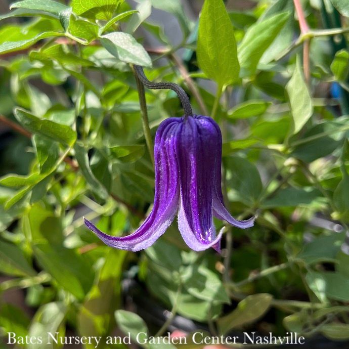 #1 Clematis x Roguchi/ Purple Non-Vining