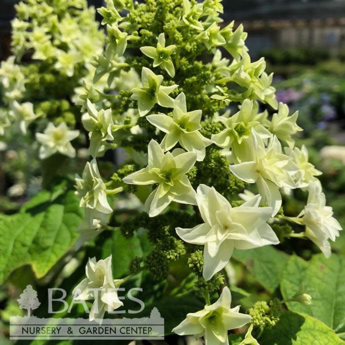 #3 Hydrangea quer PW Gatsby Star/ White to Pink Oakleaf Native (TN)
