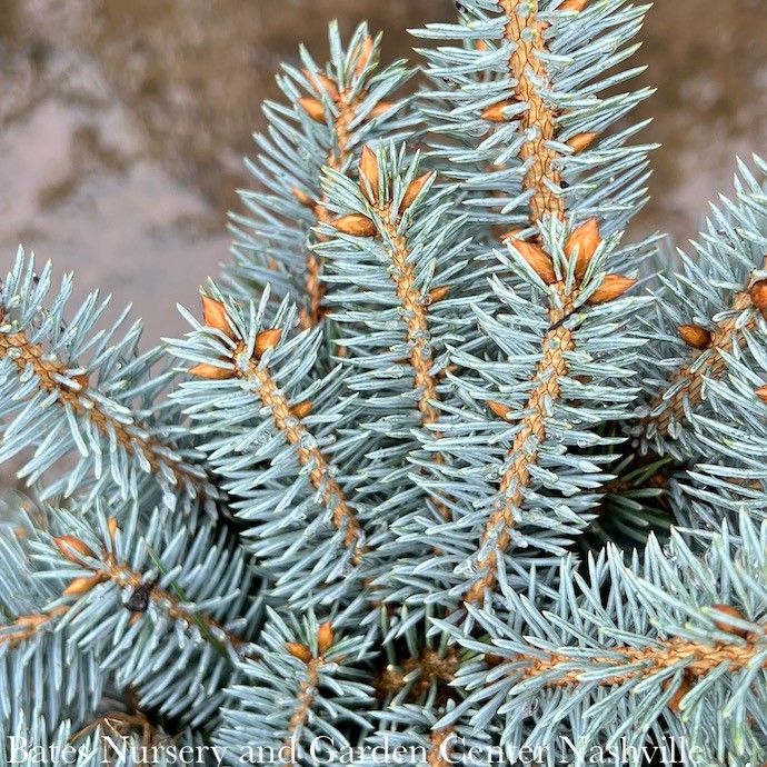 Topiary Patio Tree #10 24&quot; Picea pun Globosa/ Dwarf Globe Blue Spruce