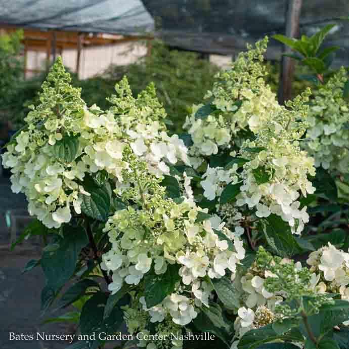 #3 Hydrangea pan Lavalamp Candelabra/ Panicle White to Pink