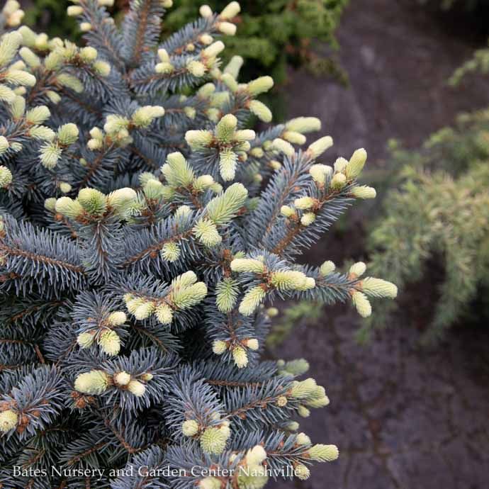 Topiary Patio Tree #10 24&quot; Picea pun Globosa/ Dwarf Globe Blue Spruce