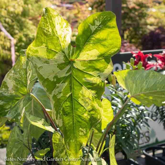 Tropical #1 Caladium Frog in a Blender/ Green - No Warranty