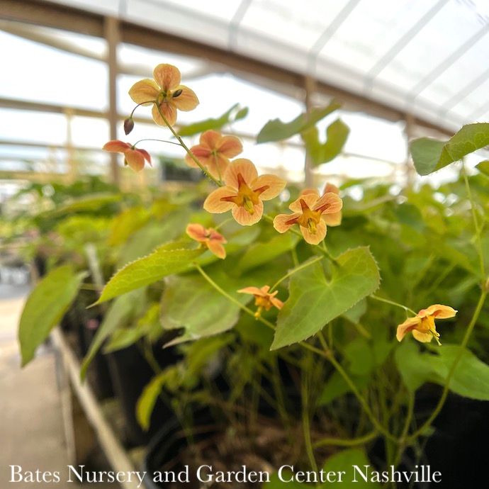 #1 Epimedium Orange Queen/ Bishops Hat