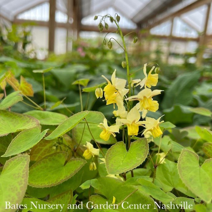 #1 Epimedium x vers Sulphureum/ Yellow Bishop&#39;s Hat