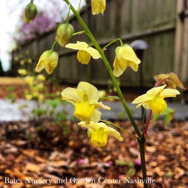 #1 Epimedium x vers Sulphureum/ Yellow Bishop&#39;s Hat