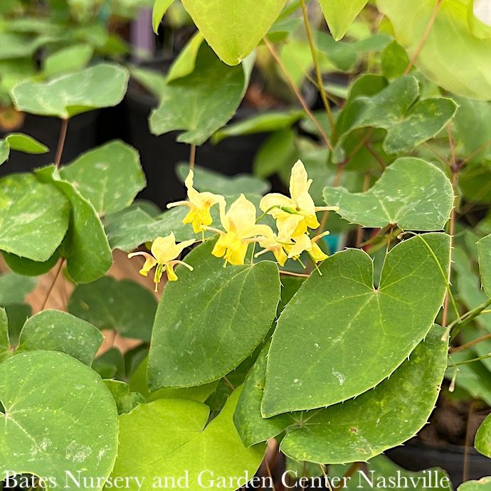 #1 Epimedium x vers Sulphureum/ Yellow Bishop&#39;s Hat