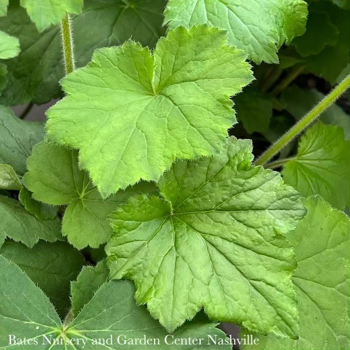 #1 Heuchera vill Autumn Bride/ Coral Bells Native (TN)