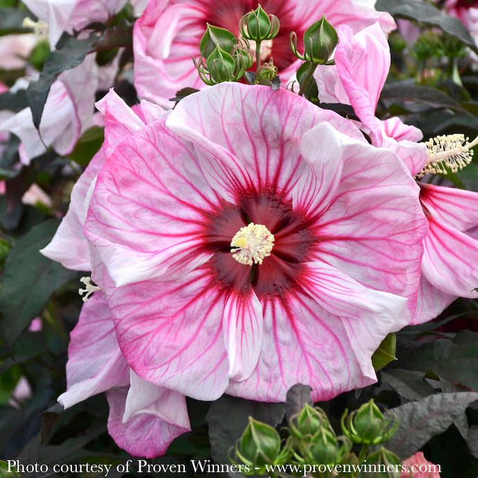 #1 Hibiscus x PW Summerific &#39;Cherry Choco Latte&#39;/ Pink White Red Hardy