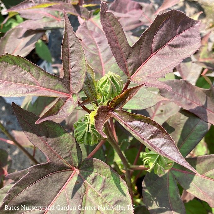 #1 Hibiscus x PW Summerific &#39;Cherry Choco Latte&#39;/ Pink White Red Hardy