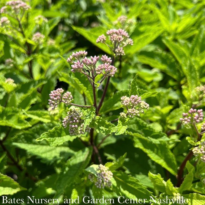 #1 Eutrochium (Eupatorium) x Phantom/ Joe Pye Weed Native (TN)