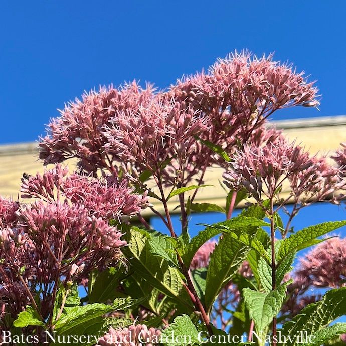 #1 Eutrochium (Eupatorium) x Phantom/ Joe Pye Weed Native (TN)