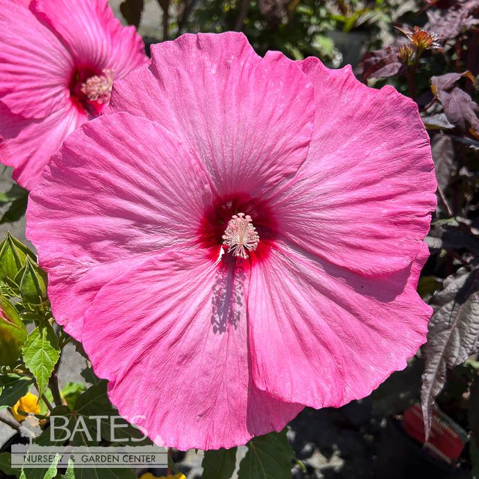 #1 Hibiscus x Airbrush Effect/ Pink Hardy