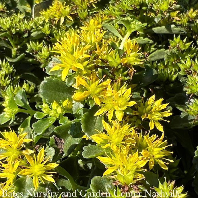 #1 Sedum x Little Miss Sunshine/ Stonecrop