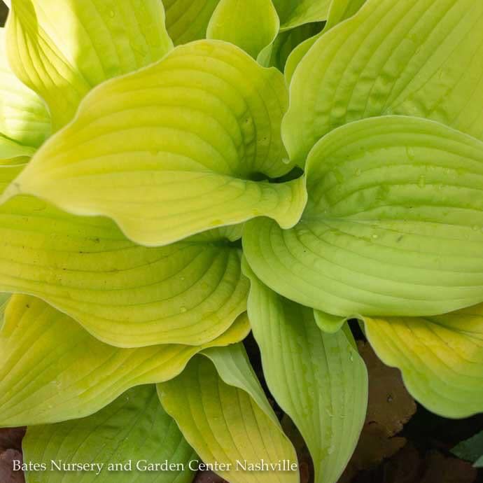 #1 Hosta x PW Shadowland Coast to Coast/ Gold