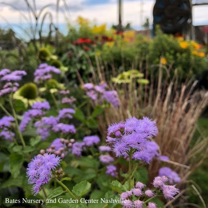 #1 Conoclinium (Eupatorium) coelestinum AB/ Hardy Ageratum Mistflower Native (TN)