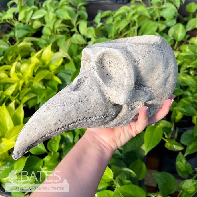 Pot Bird Skull Planter Lrg 5&quot; Concrete Flat Earth Designs