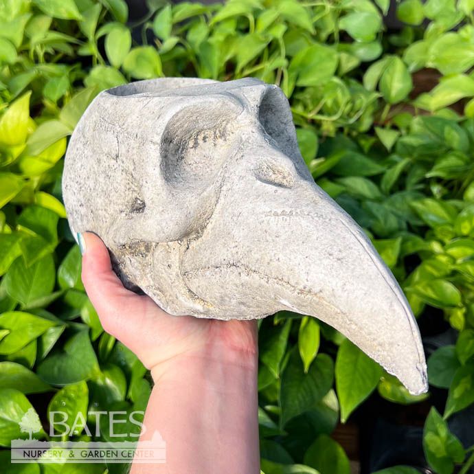 Pot Bird Skull Planter Lrg 5&quot; Concrete Flat Earth Designs