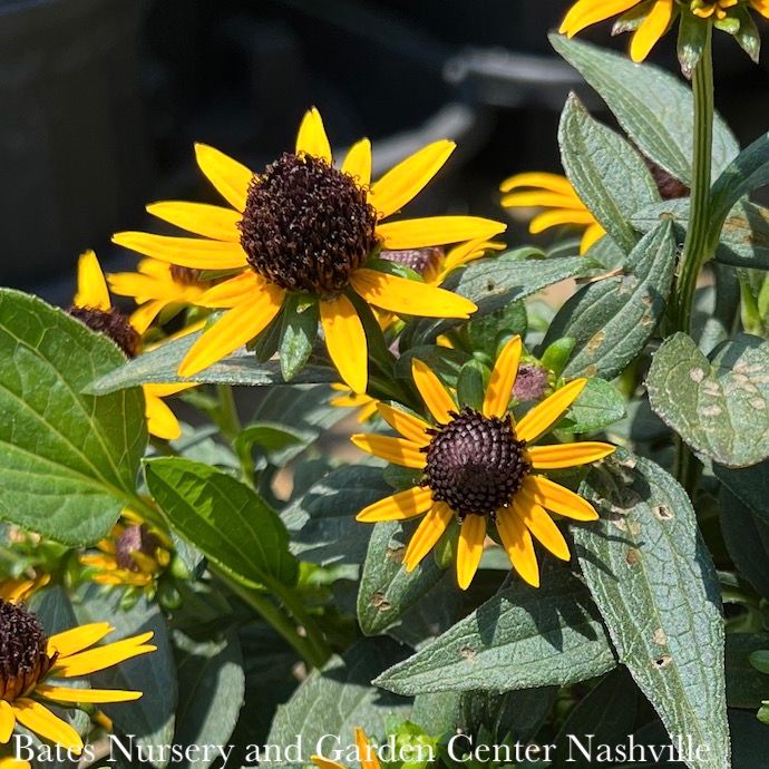 #1 Rudbeckia ful PW Little Goldstar/ Black-Eyed Susan Native (R)