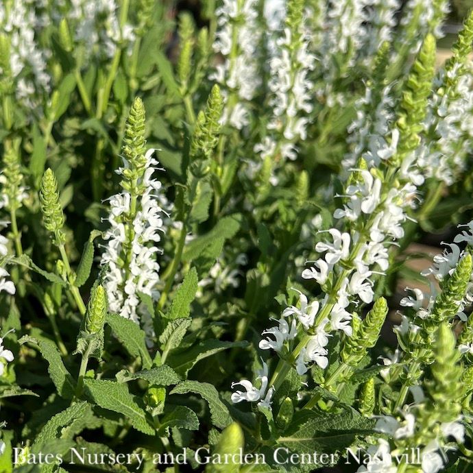 #1 Salvia nem Lyrical White/ Meadow Sage