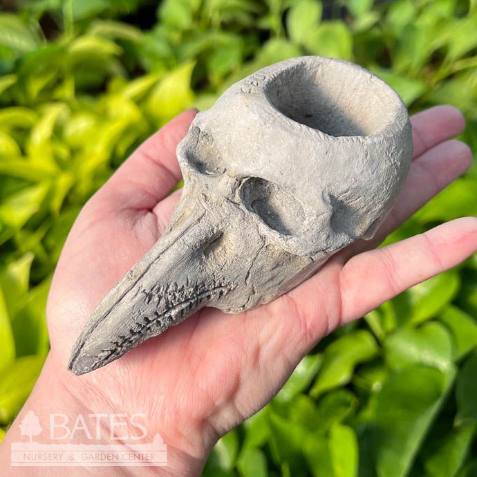 Pot Bird Skull Sml 2&quot; Concrete Flat Earth Designs