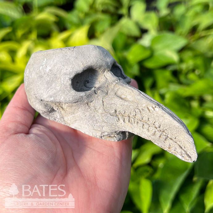 Pot Bird Skull Sml 2&quot; Concrete Flat Earth Designs