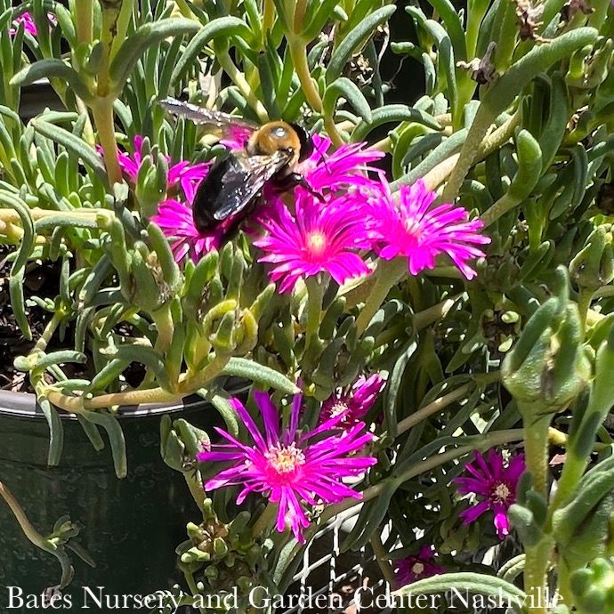#1 Delosperma cooperi/ Purple Ice Plant
