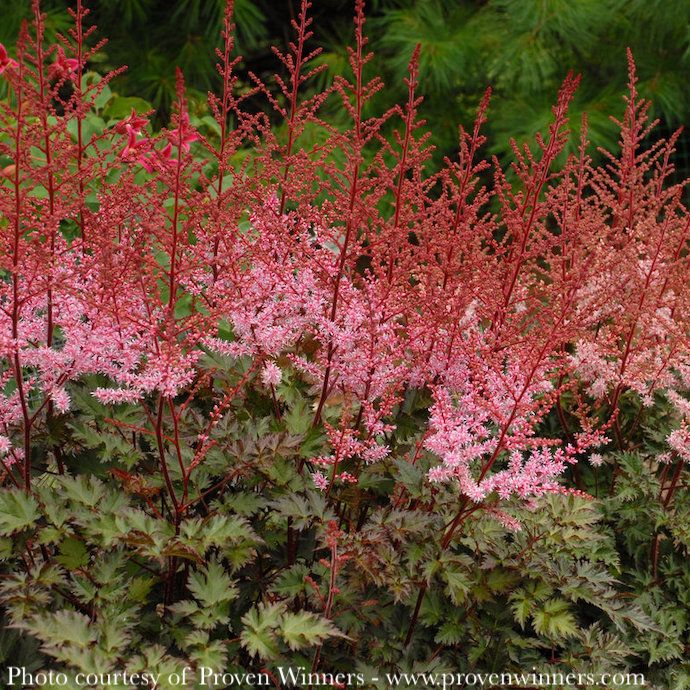 #1 Astilbe x PW Delft Lace/Apricot Pink