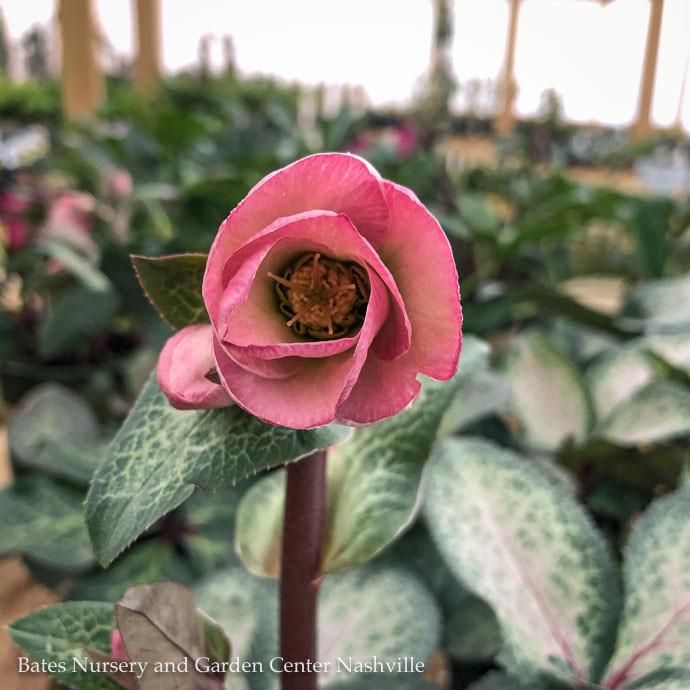#1 Helleborus Frostkiss &#39;Dorothy&#39;s Dawn&#39;/ Lenten Rose